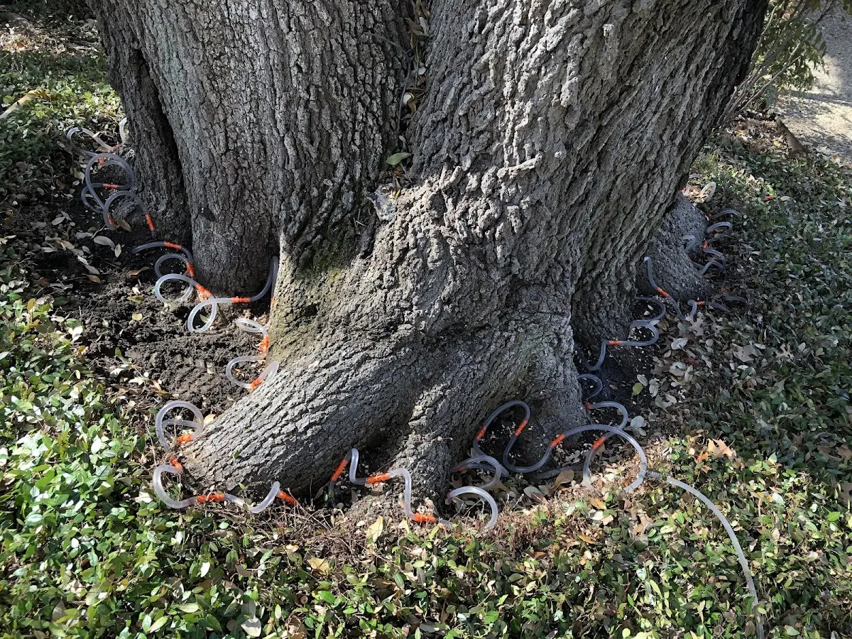 Detailed Tree Cabling and Bracing job site in Topsham