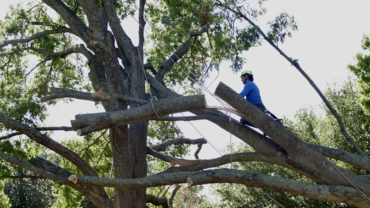 Professional Crown Thinning performed by certified arborists in Topsham