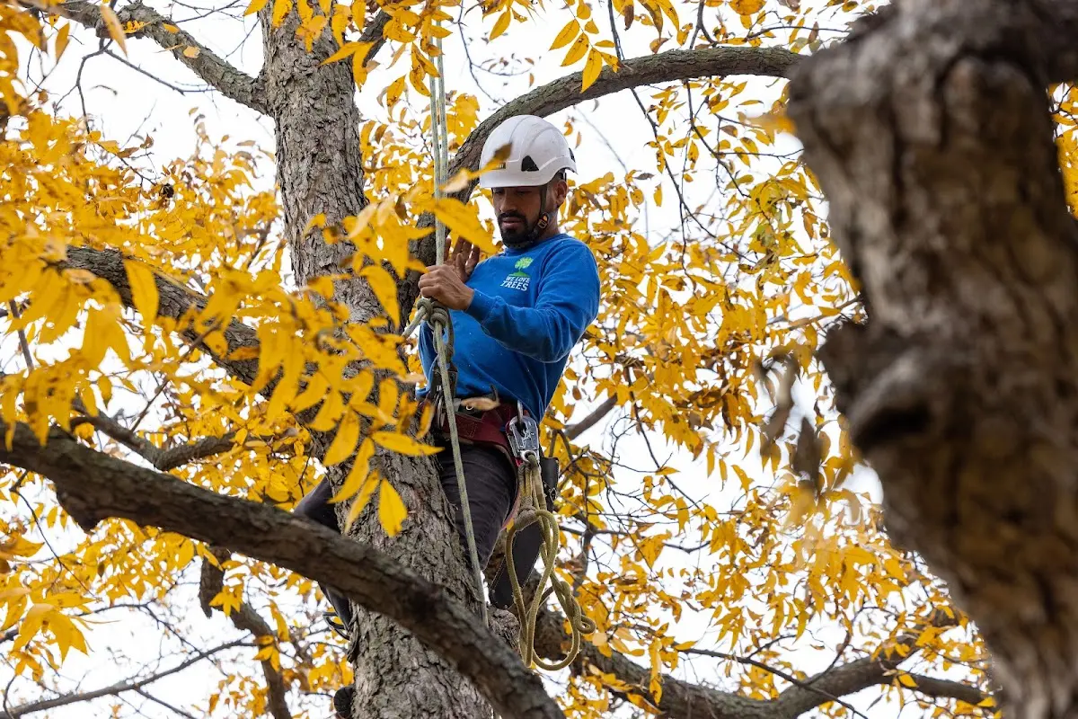 Skilled Tree Trimming crew working in Topsham